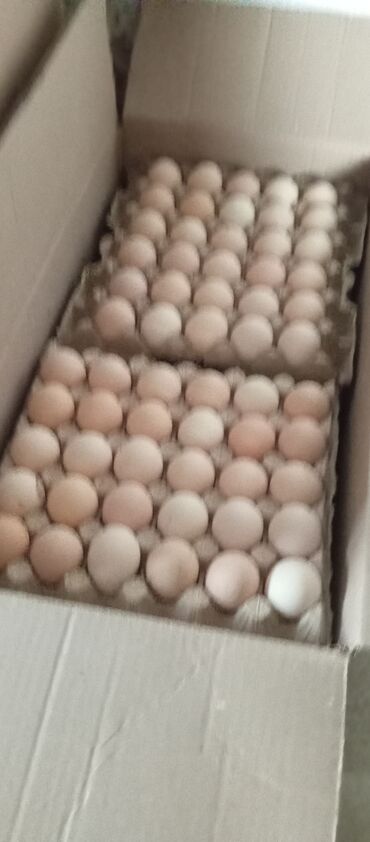 яйца кур: Яйца оптом. местный крем 
С1 7.30
С2 6 сом