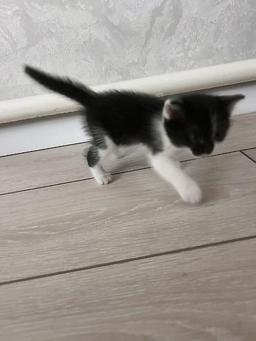 мейн кун кошки: - Подарите котятам счастливую жизнь в любящем доме! 🐱❤️ — 2