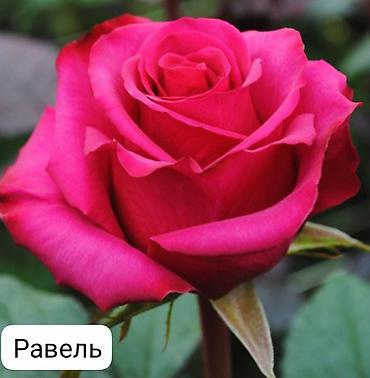 Чайно-гибридные розы (срезочные сорта) Предлагаются популярные at lalafo.kg Чайно-гибридные розы (срезочные сорта) Предлагаются популярные