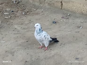 шиншилла котенок купить: Nömrəli rəngarəng göyərçin - Rəng: Ağ fon üzərində mavi-boz xallı