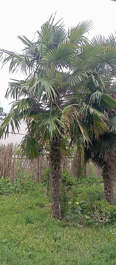 tikanlı bitkilər: Təklif: Bağ üçün dekorativ xurma (Trachycarpus fortunei – külək — 1