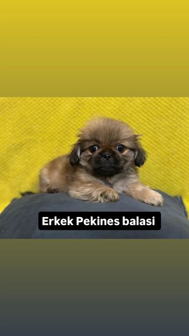 pekines balalari: Pekines, 2 ay, Erkek