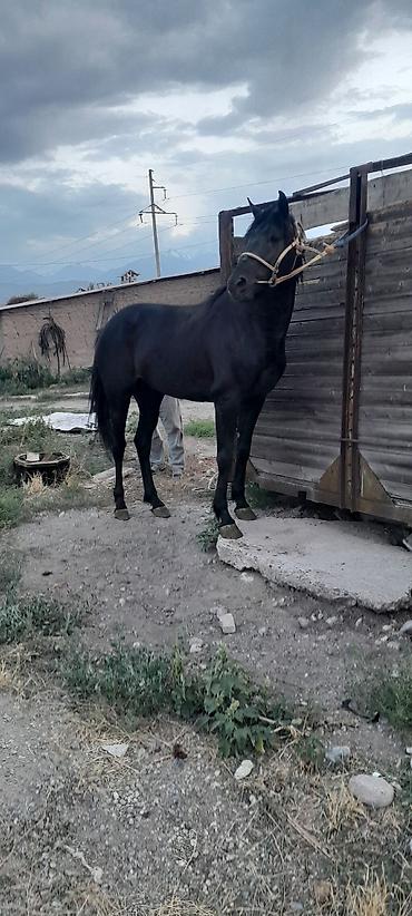 кандек собака: Продаётся жеребец по кличке Кара Мырза 4 года. высококровной — 2