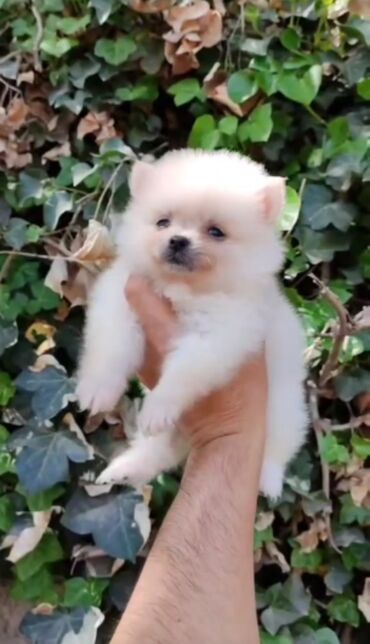 цены на собак: Şpitz, 2 ay, Dişi