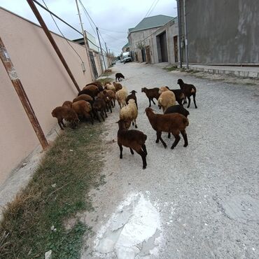 Quzu: Salam hervaxdız xeyir saxlamlıq quzularm cxdı satqa isdiyen elaqe — 25