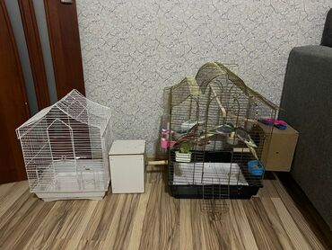 quw qefesi: Quş qəfəsi dəsti - İki ədəd qəfəs: biri qızılı rəngli metal, digəri