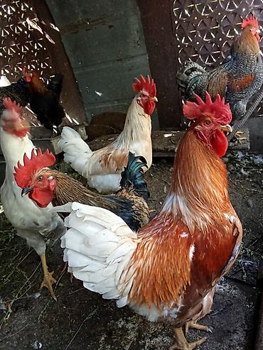 простые птички: Продам петухов 6 мес — 1