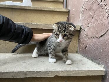 Pişiklər: Şotland, Dişi, Yaxşı əllərə, Ünvandan götürmə, Ödənişli çatdırılma, Rayonlara çatdırılma