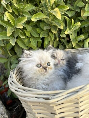 Pişiklər: Fars -da lalafo.az — 12 Pişiklər: Fars — 12