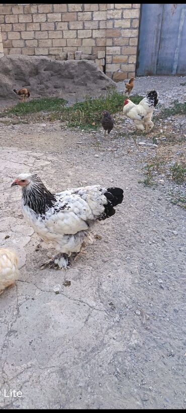 pişik pulsuz: Digər heyvanlar