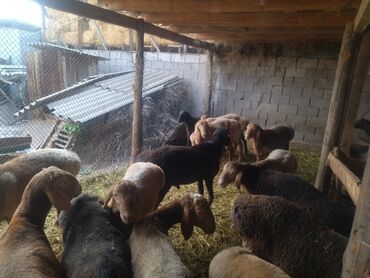 продаю музоо торпок корова самка бык самец айрширская ангус алатауская на забой для разведения на откорм племенные нетель привязанные: Продаю | Ягненок | Арашан | На забой, Для шерсти