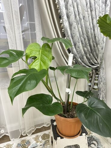 грунт для комнатных растений: Монстера делициоза (Monstera deliciosa) в горшке - Крупное комнатное