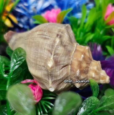 Аквариумы: Разные ракушки! Бишкек
от 50 и выше — 7