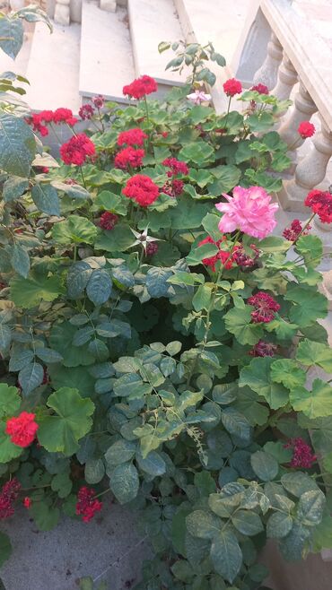 Həyət evləri və villaların satışı: Qaraçuxur qəs. 8 otaq, 220 kv. m, Kredit var, Orta təmir — 14