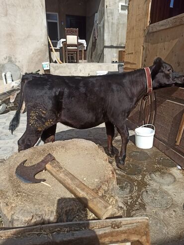 simental inekler satilir: Dişi, il: 1, 70 kq, Damazlıq, Südlük