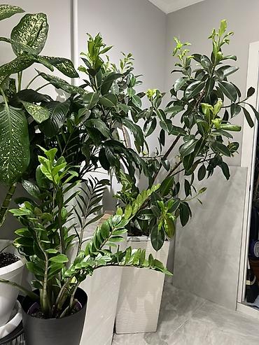 Фикусы: Фикус Бенджамина в напольных кашпо - Два взрослых деревца в отдельных — 42