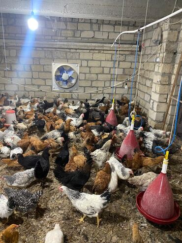 quş: Toyuq, Ətlik, Ünvandan götürmə, Ödənişli çatdırılma