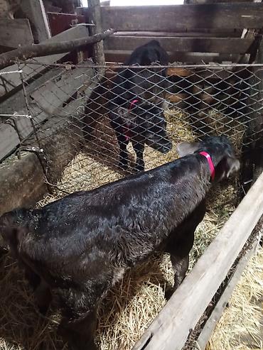 Другие с/х животные: Лошадь (серой масти) и телёнок (чёрной масти) - Лошадь: молодая — 9