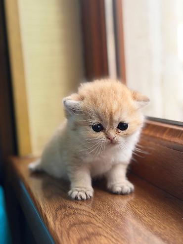 Pişiklər: Britan, Erkək, Dişi, Yaxşı əllərə, Rayonlara çatdırılma, Ünvandan götürmə, Pulsuz çatdırılma — 8