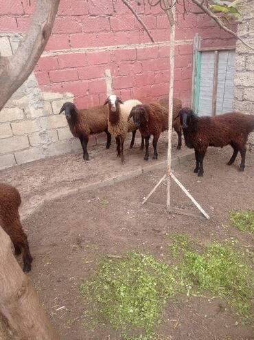 Qoyunlar, qoçlar: Erkək, Qala, il: 1, Damazlıq, Ətlik, Ünvandan götürmə — 1
