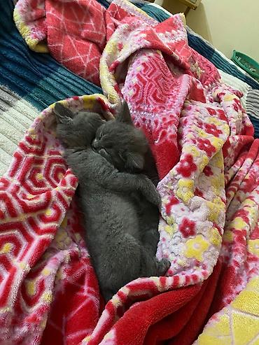 Pişiklər: Yaxşı əllərə -da lalafo.az — 3 Pişiklər: Yaxşı əllərə — 3