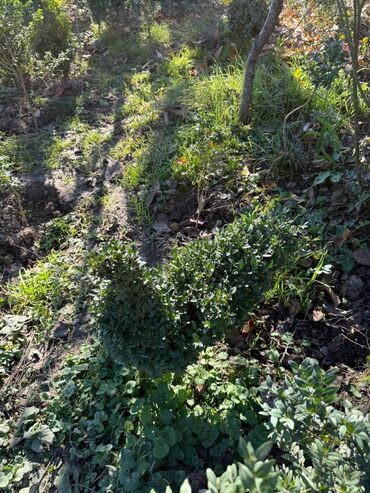 Şitillər: Şimşir tingləri satıram. Onlar dekorativ haşiyələr, hedcinqlər və — 18