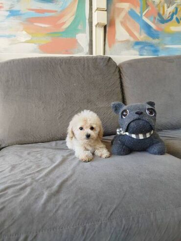 Psi: Bišon pudla štenci Štenci bi-pu, kombinacija bišon-pudla, stari 2 — 16