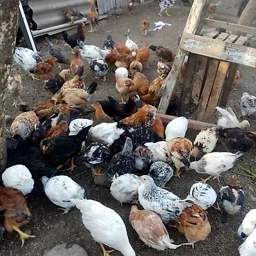 Toyuqlar: Toyuq, Damazlıq — 7