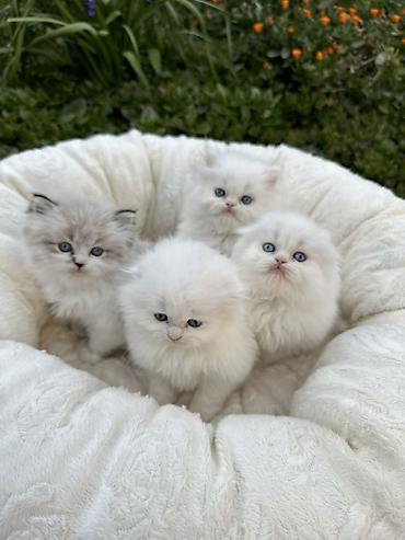 Pişiklər: Şinşilla — 6