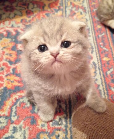 Pişiklər: Britan yastı qulaq, Erkək, Dişi, Yaxşı əllərə, Ünvandan götürmə, Pulsuz çatdırılma, Ödənişli çatdırılma — 23