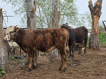 Коровы, быки: Продаю | Бык (самец) | На откорм | Привязанные — 3