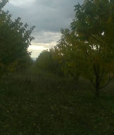 генератор холодного тумана купить в бишкеке: Şabran rayon şahnəzərli kəndi tam merkez 45 sot heyetyani sahe hasarli