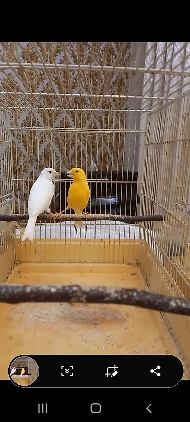 ev quslarinin satisi: Kanareyka Bülbül. Hazır cüt.Limon erkək, ağ maya. Erkək super oxuyur — 3
