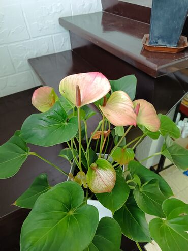 офисные растения: ЦЕНЫ НИЗКИЕ 💥 Большой выбор комнатных, офисных цветов и растений. 🪸🍀🪻