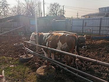 Коровы, быки: Продаю | Бык (самец) | На откорм | Привязанные — 4