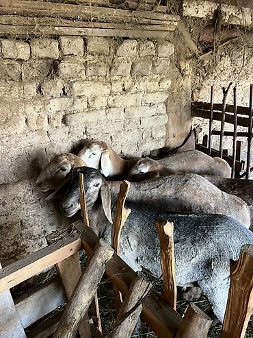 Баран, овца: Продаю | Овца (самка) | Для разведения — 2