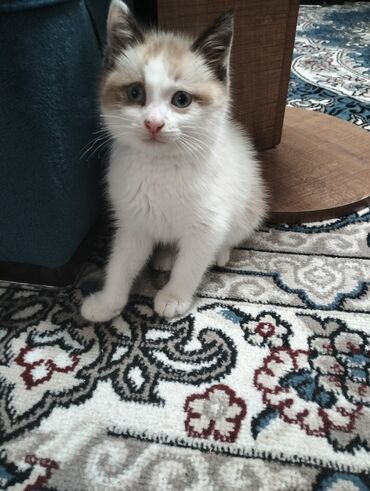 Erkək, Ünvandan götürmə
