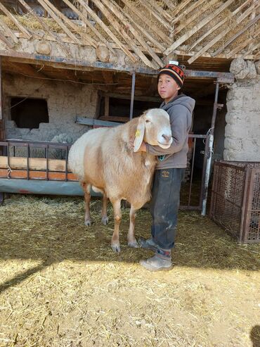 ножницы для стрижки баран: Продаю | Овца (самка) | Для разведения | Племенные
