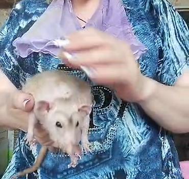 Крысы: Питомник крыс Rat Haus Love . Предлагает пару молодых крыс . Мальчик — 13
