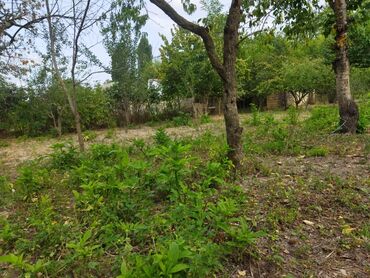 Torpaq sahələrinin satışı: 24 sot, Kənd təsərrüfatı, Kupça (Çıxarış) — 9