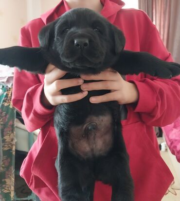 afçarka iti qiymeti: Labrador-retriver, 1 ay, Erkek, Pulsuz çatdırılma