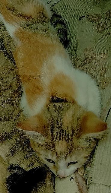 британские кошки: Отдам котят в добрые, заботливые руки. Трехцветная - девочка — 2