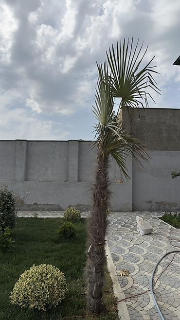 palma gülü: Dekorativ xurma/palma ağacı – fan formalı yarpaqlar - Növ: Fan — 3