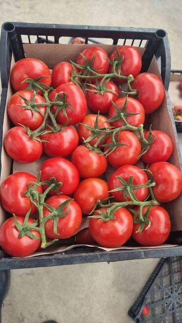 помидоры черри: Продаю оптом Помидоры Туркменистана Ташкент Хурма Узбекистан