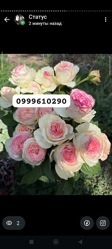 Rose saplings: Саженцы — 24