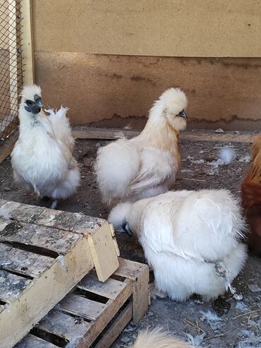 Птицы: Продам карликовых кур и петухов❗ 1 петух 3 курицы Кохинхин 1 петух