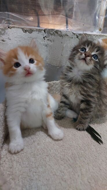 Pişiklər: Britan yastı qulaq, Erkək, Dişi, Yaxşı əllərə, Ödənişli çatdırılma -da lalafo.az — 3 Pişiklər: Britan yastı qulaq, Erkək, Dişi, Yaxşı əllərə, Ödənişli çatdırılma — 3