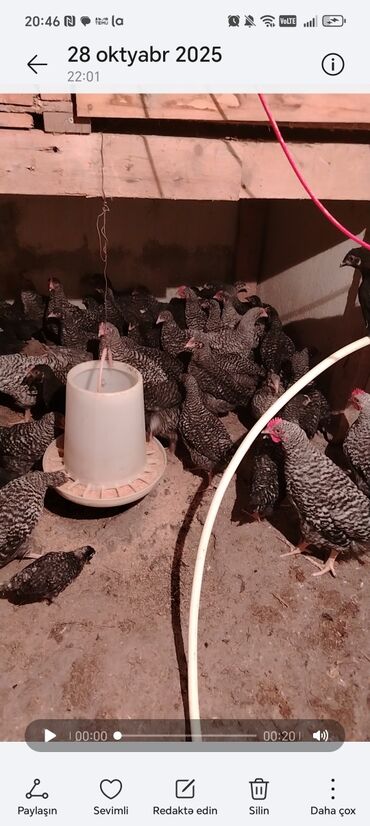 Toyuqlar: Toyuq, Ətlik