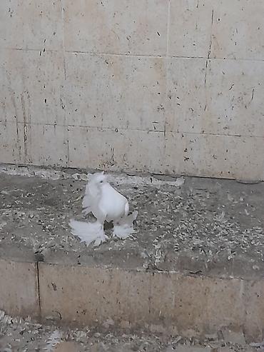 ev quşları haqqında melumat: Hazır cüt pavlinlər. ağ dişi. o biri erkəydi. heç bir xəstəliyi yoxdu — 1
