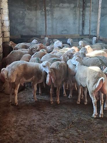 keci satşı: Quzu.Erkək super kök quzular.Diri çəkisi 9 AZN.Beyləqan cinsidir. 3-4 — 9